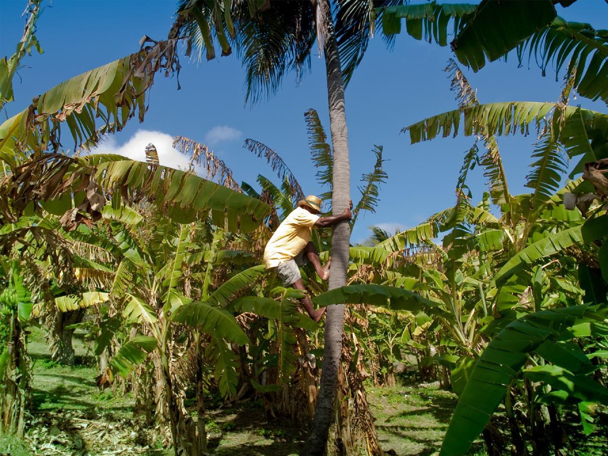 Отель Firefly Estate Bequia Крисент-Бич Экстерьер фото